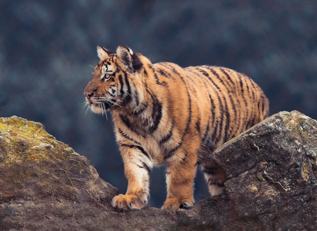 formation de reporter animalier